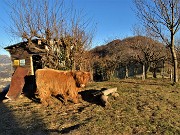 67 Agriturismo Prati Parini -Mucca scozzese (Highlander)